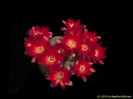 Sulcorebutia vasqueziana ssp. losenickyana HS9 2163
